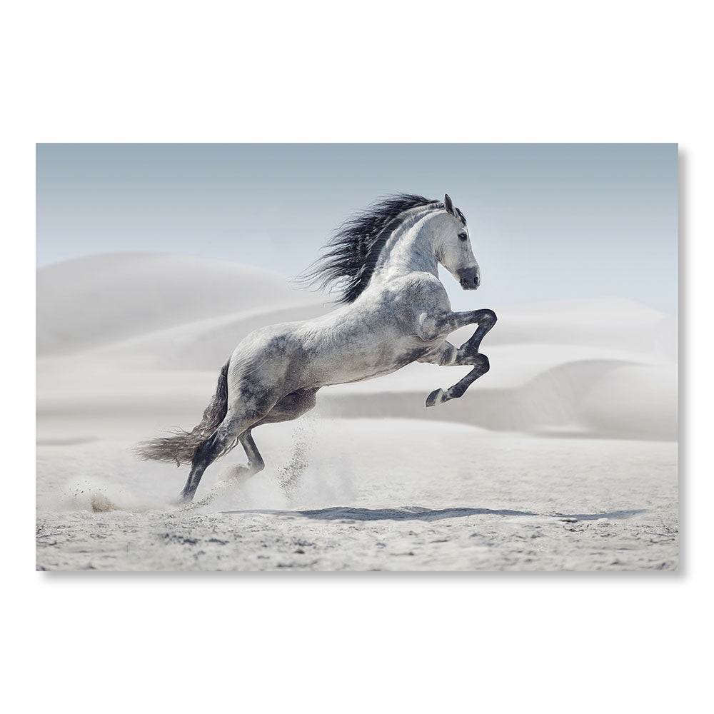 Tableau Moderne pas cher DST0013 - Cheval blanc qui saute dans le sable du désert - Tableau déco Animaux