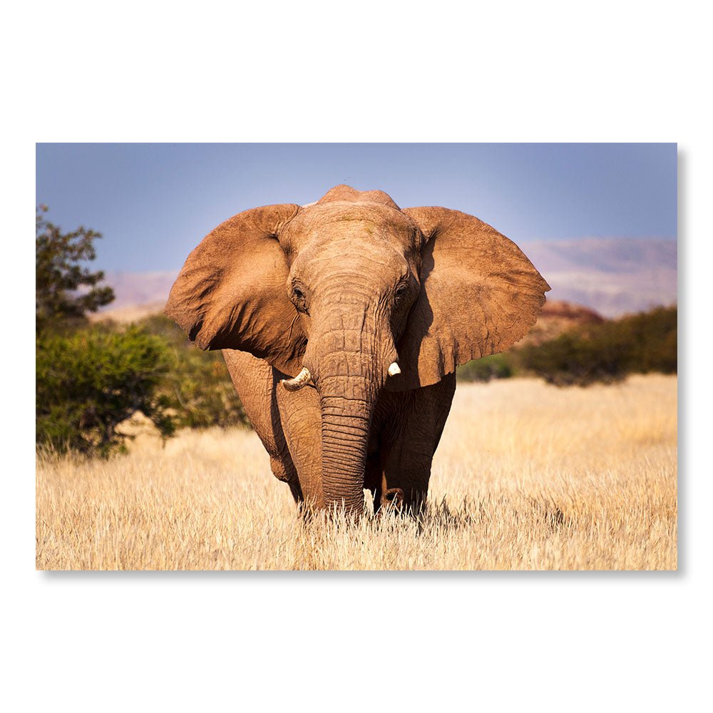 Tableau Moderne pas cher DST0035 - Éléphant d'Afrique dans la Savane - Tableau déco Animaux