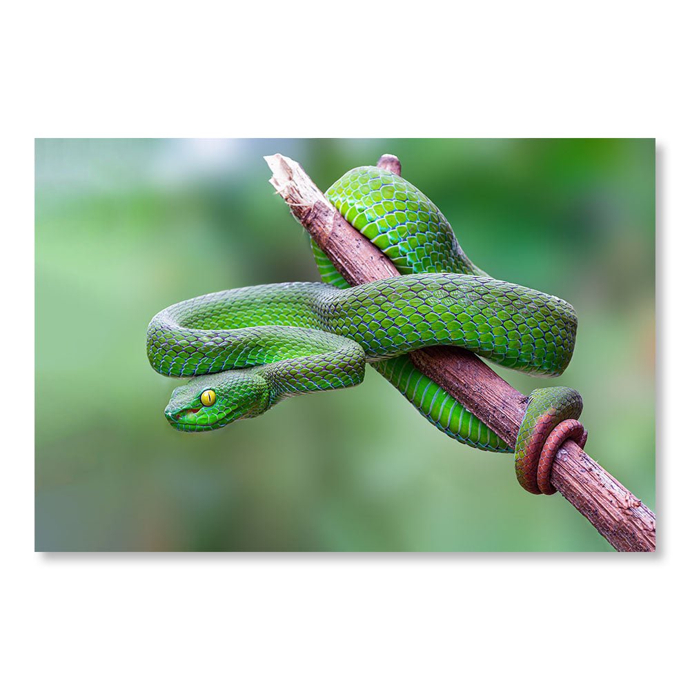 Tableau Moderne pas cher DST0070 - Serpent Vipère verte Trimeresurus Macrops - Tableau déco Animaux
