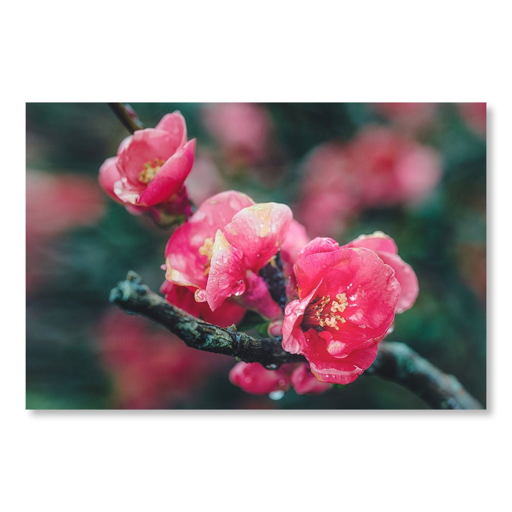 Tableau Moderne pas cher SBL0018 - Fleurs Cognassier du Japon - Tableau déco Nature