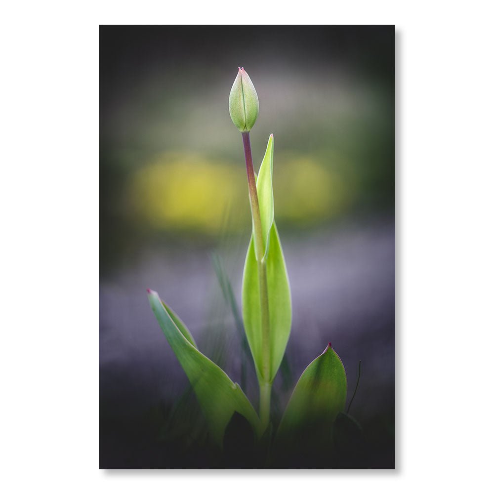 Tableau Moderne pas cher SBL0029 - Bourgeon de Tulipe - Tableau déco Nature
