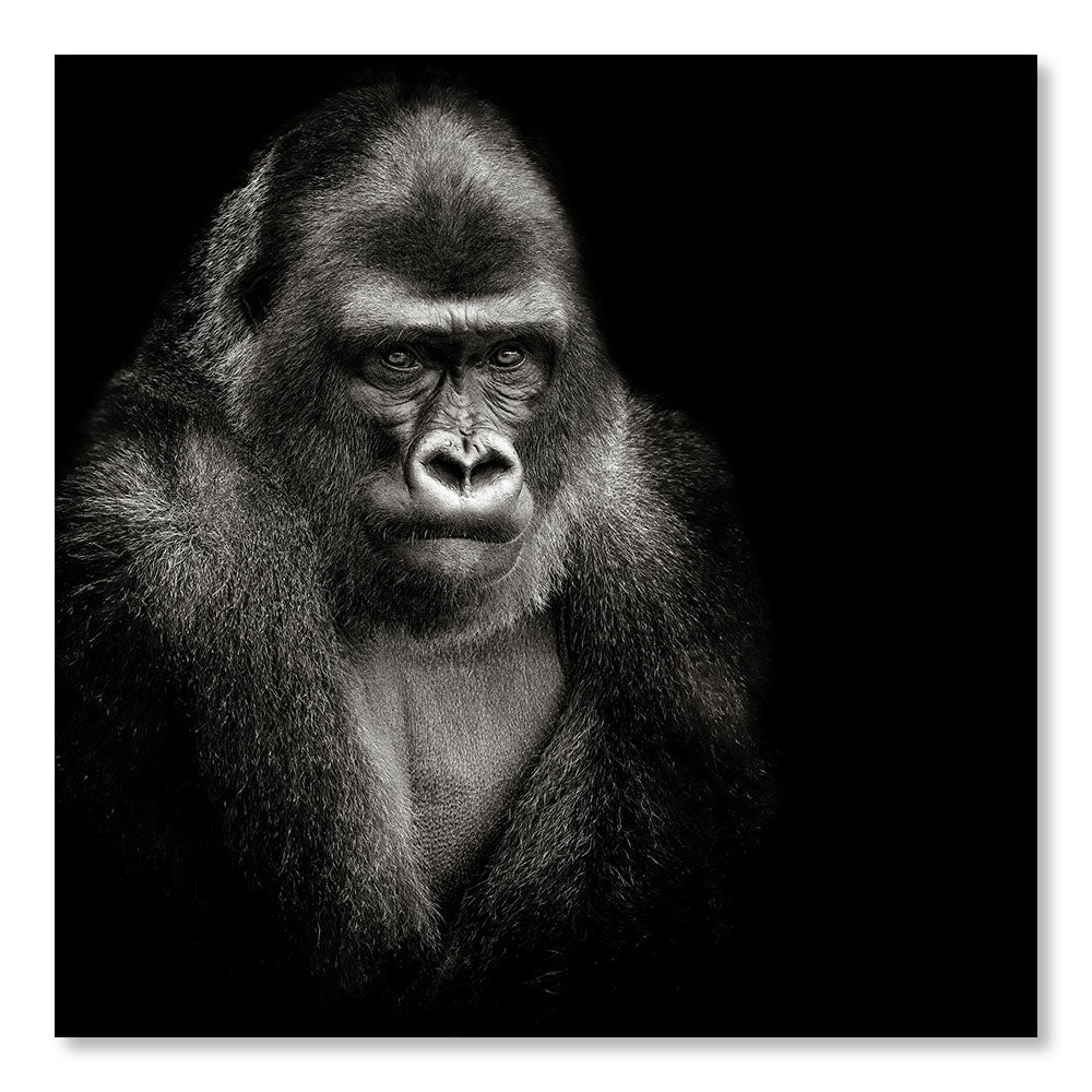 Modernes Design Wanddekorationsgemälde DST0024NB - Porträt eines Gorillas in Schwarzweiß - Tierdekormalerei - Printadeco