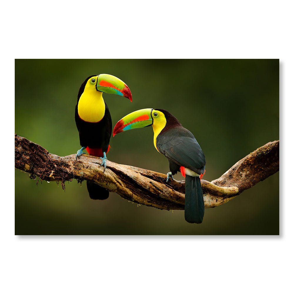 Modern Design Wall Decoration Painting DST0054 - Couple of Toucans on a branch - Animals decorative painting - Printadeco