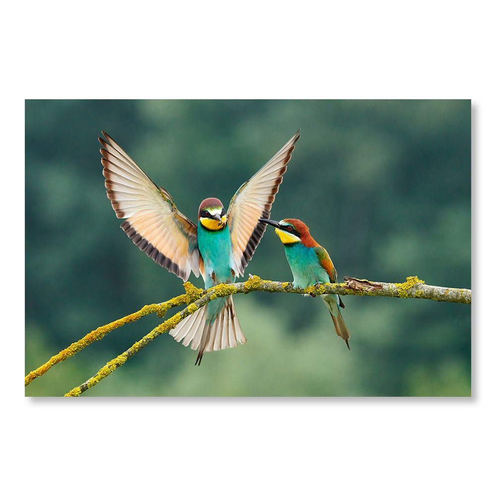 Modern Design Wall Decoration Painting DST0060 - Couple of European Bee-eater birds - Animals decorative painting - Printadeco
