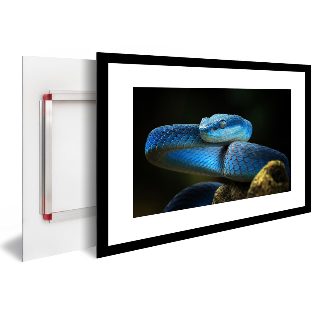 Tableau Moderne pas cher DST0072 - Serpent Vipère Trimeresurus insularis bleue - Tableau déco Animaux