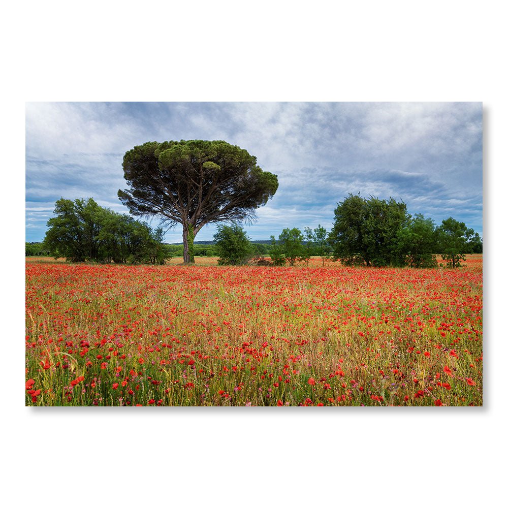 Modern Design Wall Decoration Painting SBL0003 - Poppies meadow in France - Nature decorative painting - Printadeco