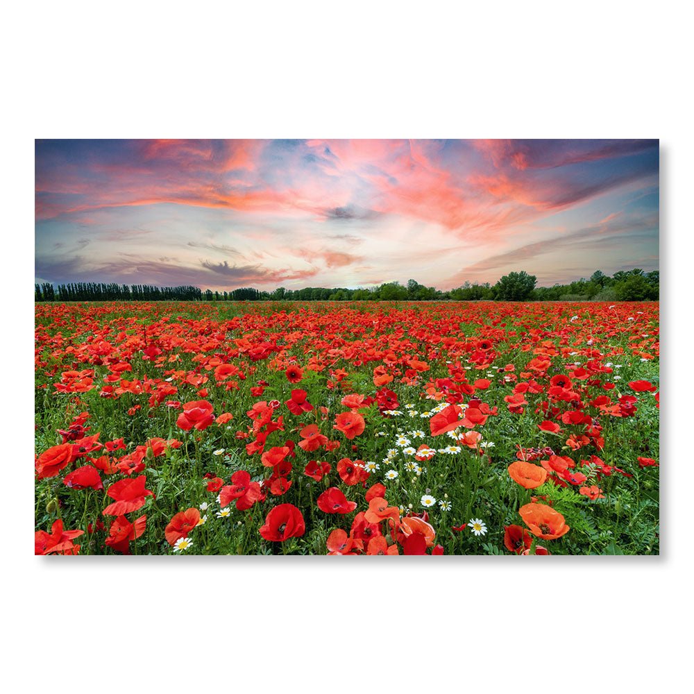 Modern Design Wall Decoration Painting SBL0023 - Poppy field in France - Nature decorative painting - Printadeco