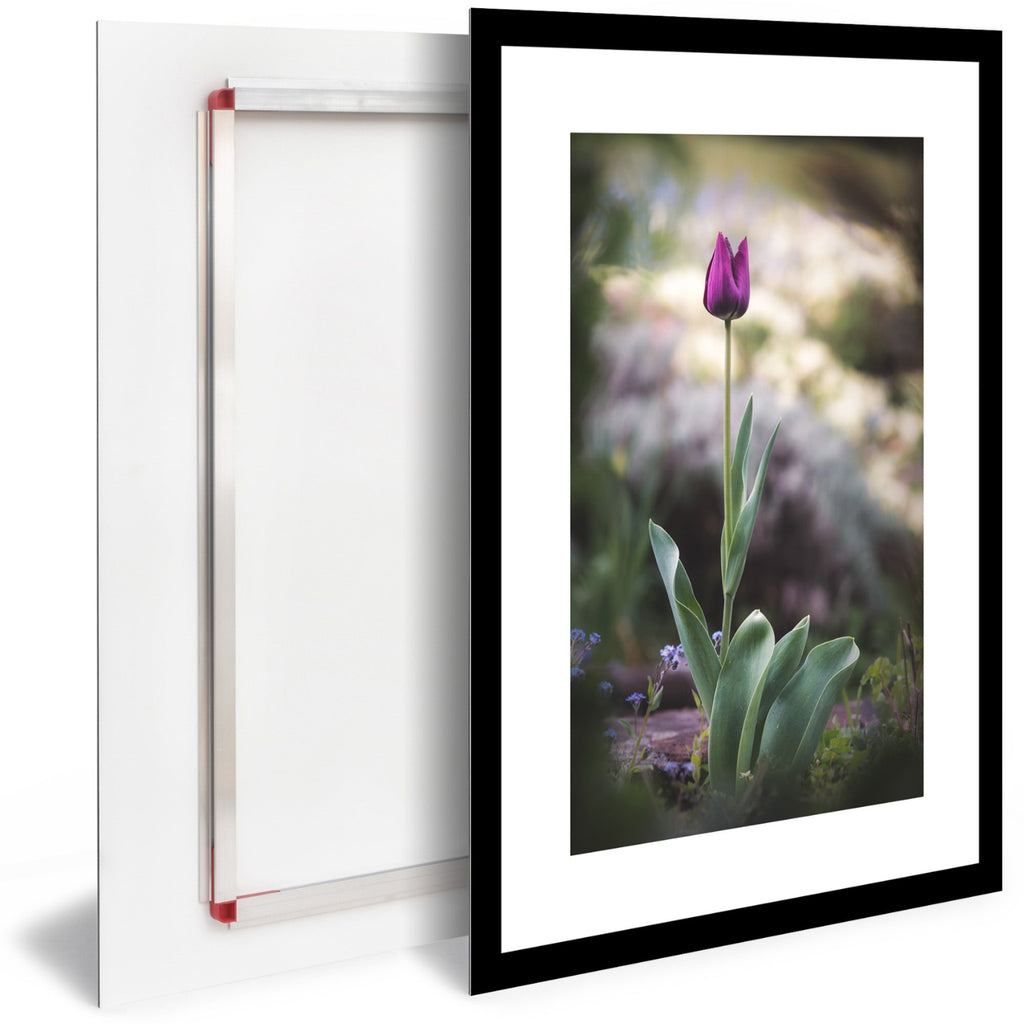 Tableau Moderne pas cher SBL0027 - Fleur Tulipe violette - Tableau déco Nature