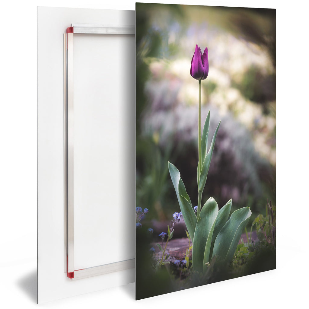 Tableau Décoration Murale Moderne Design SBL0027 - Fleur Tulipe violette - Tableau déco Nature - Printadeco