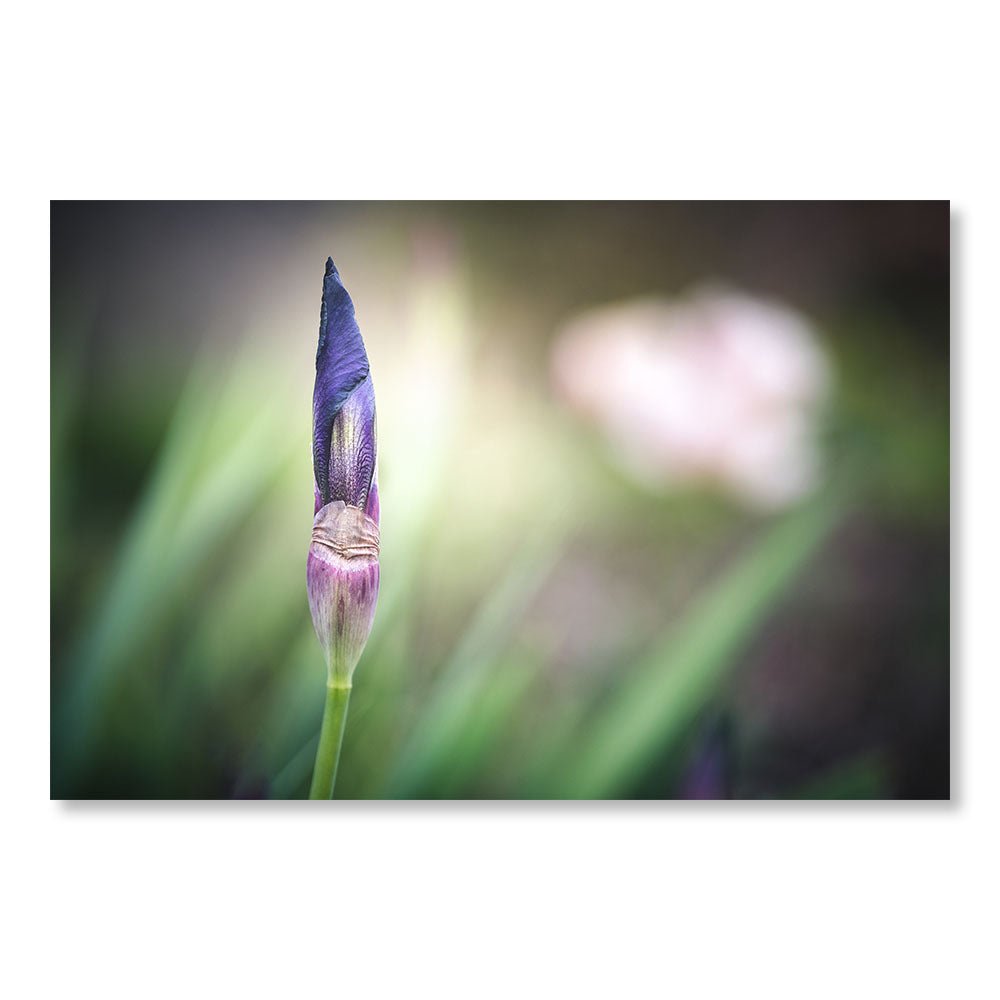 Cheap Modern Painting SBL0028 - Closed bud of Iris flower - Nature decorative painting