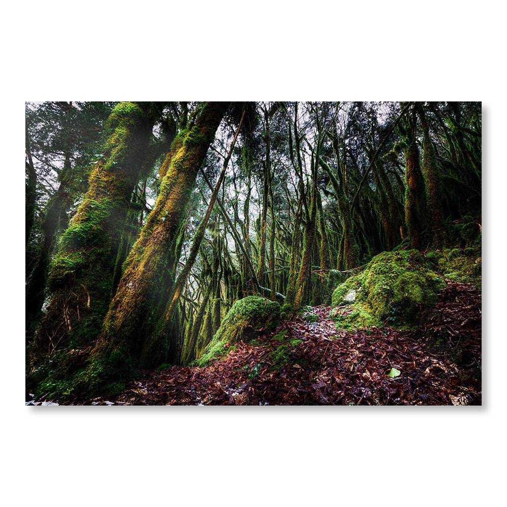 Modern Design Wall Decoration Painting SBL0047 - Moss in the woods in Ariège in France - Nature decorative painting - Printadeco