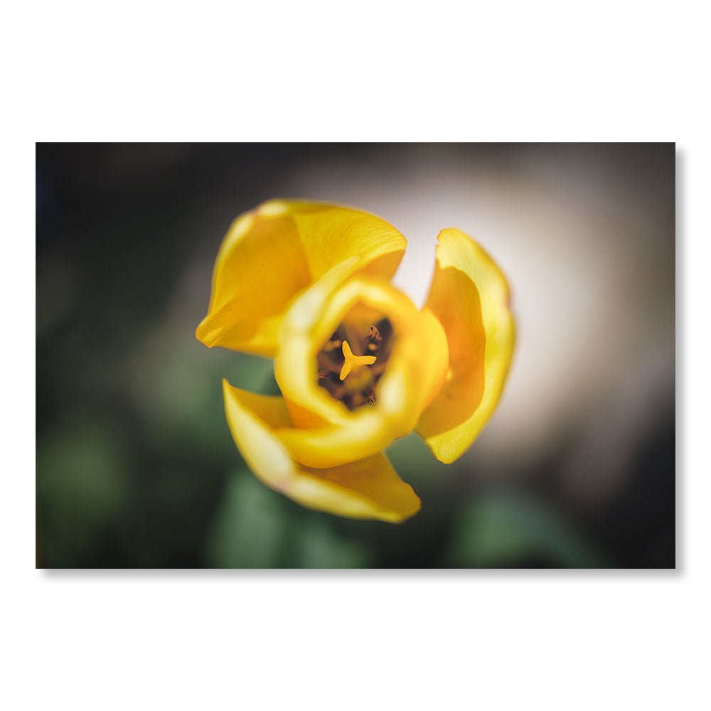 Günstiges modernes Gemälde SBL0078 – gelbes Tulpenherz – dekorative Naturmalerei