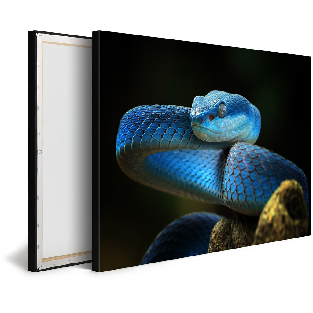 Tableau Moderne pas cher DST0072 - Serpent Vipère Trimeresurus insularis bleue - Tableau déco Animaux